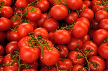 frische Tomaten