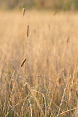Weizen im Morgengrauen