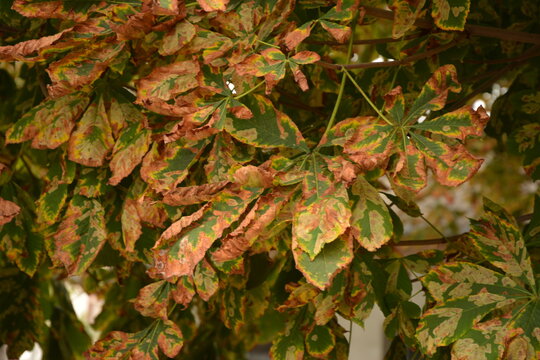Leaves of the chestnut tree, infested by the chestnut mining moth