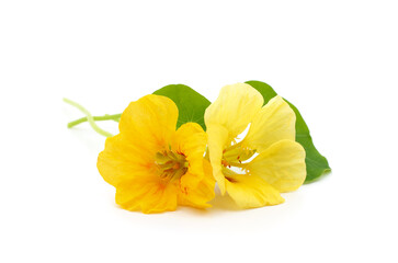 Orange and yellow nasturtium.