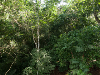 Beautiful aerial view of the green Rain Forest trees in costa Rica