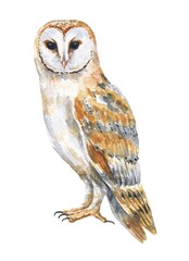 Watercolor barn owl on white background. Hand drawn watercolour tyto alba bird, wild life illustration.