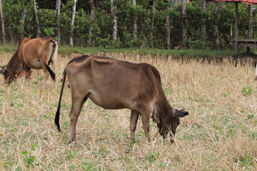 cattles eating grass