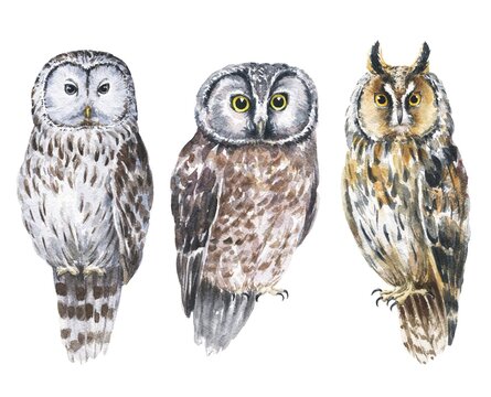 Watercolor strix, boreal and long-eared owls on white background. Hand drawn watercolour birds, wild life illustration.