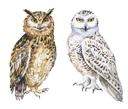 Watercolor eagle and snowy owls on white background. Hand drawn watercolour bird, wild life illustration.