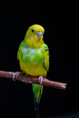 Yellow and green budgie, budgie sits on a wooden stick. Black background