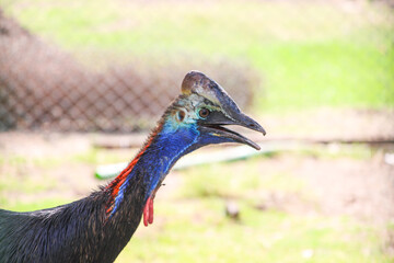 Southern cassowary,double-wattled cassowary, also known as Casuarius casuarius, Australian big forest bird, Papua New Guinea looking aggressive in Zoo park   