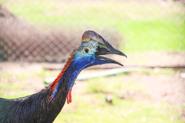 Southern cassowary,double-wattled cassowary, also known as Casuarius casuarius, Australian big forest bird, Papua New Guinea looking aggressive in Zoo park   