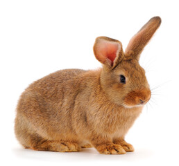 Brown rabbit isolated.