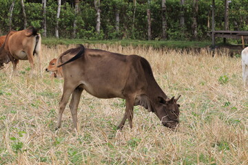 cattles eating grass