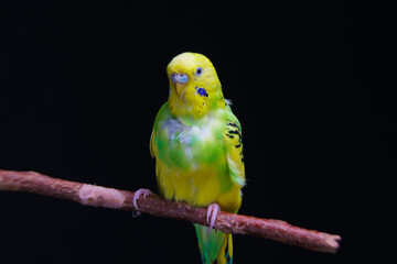 Yellow and green budgie, budgie sits on a wooden stick. Black background