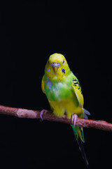 Yellow and green budgie, budgie sits on a wooden stick. Black background