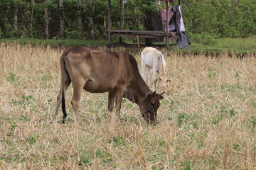 cattles eating grass