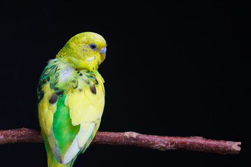 Yellow and green budgie, budgie sits on a wooden stick. Black background