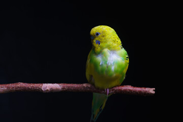 Yellow and green budgie, budgie sits on a wooden stick. Black background