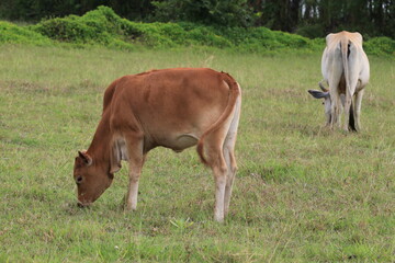 cattles eating grass