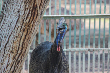 A young Southern cassowary,double-wattled cassowary, also known as Casuarius casuarius, Australian big forest bird, Papua New Guinea looking aggressive in Zoo park in cages 