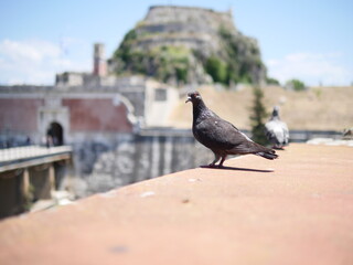 pigeon on the bridge