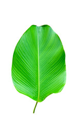 Green leaves on white background. - 390457559