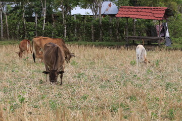 cattles eating grass