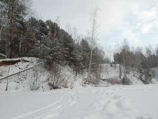 winter landscape with trees