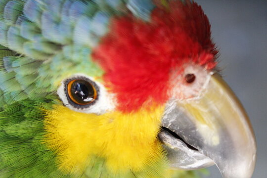 Perico cachetes amarillos