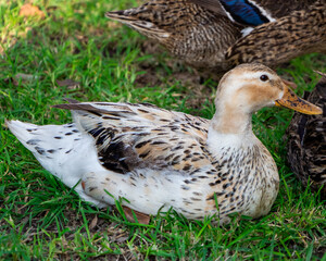 Flock of ducks spending a quiet afternoon in the countryside.