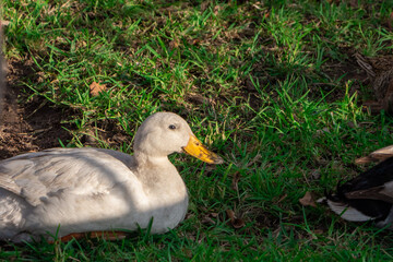 Flock of ducks spending a quiet afternoon in the countryside.