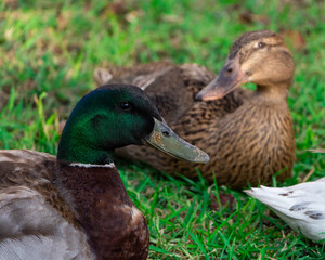 Flock of ducks spending a quiet afternoon in the countryside.