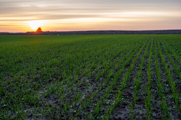 Landscape young wheat seedlings growing in a field. Green wheat growing in soil. Close up on sprouting rye agriculture on a field in sunset. Sprouts of rye. Wheat grows in chernozem planted in autumn.