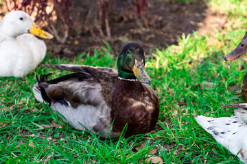 Flock of ducks spending a quiet afternoon in the countryside.