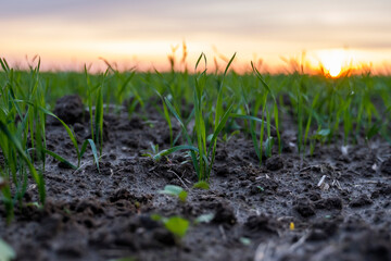 Close up young green wheat seedlings growing in a soil on a field in a sunset. Close up on sprouting rye agriculture on a field in sunset. Sprouts of rye. Wheat grows in chernozem planted in autumn.