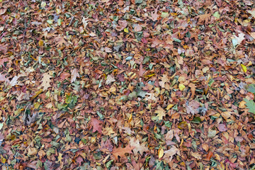 Leaf litter in autumn