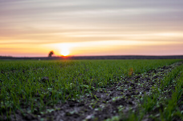 Close up young green wheat seedlings growing in a soil on a field in a sunset. Close up on sprouting rye agriculture on a field in sunset. Sprouts of rye. Wheat grows in chernozem planted in autumn.