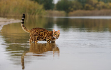 Obraz na płótnie Canvas A cat climbed into the lake.