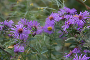 Obraz premium New England Aster