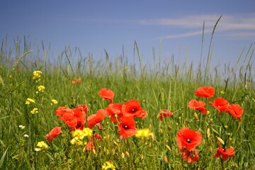 Red poppy in the field