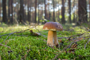edible mushroom in the forest, wild mushroom in green moss and green berry bushes, beautiful bokeh from the backside