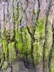 tree texture