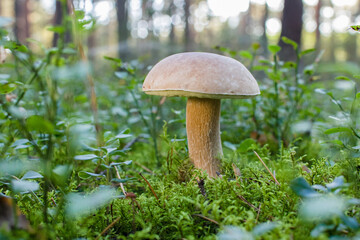 edible mushroom in the forest, wild mushroom in green moss and green berry bushes, beautiful bokeh from the backside