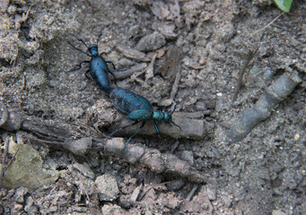 Oil Beetles