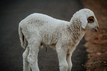 Close Up of Cute White indian Sheep