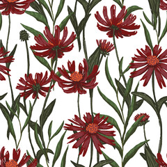 Cone flower or echinacea plants seamless pattern. Hand drawn vector illustration. Realistic botanical background. Wildflowers sketches. Colored vintage design, print, fabric, textile, wrap, wallpaper.