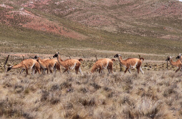 Naklejka na ściany i meble Andean wildlife. Herd of Guanacos grazing in the golden grassland in the mountains. 