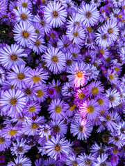 Fototapeta premium background