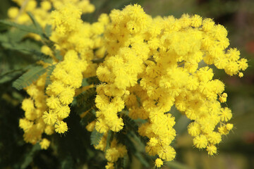 Mimosa en fleur