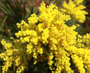 Mimosa en fleur
