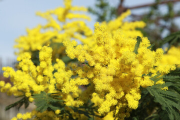 Mimosa en fleur