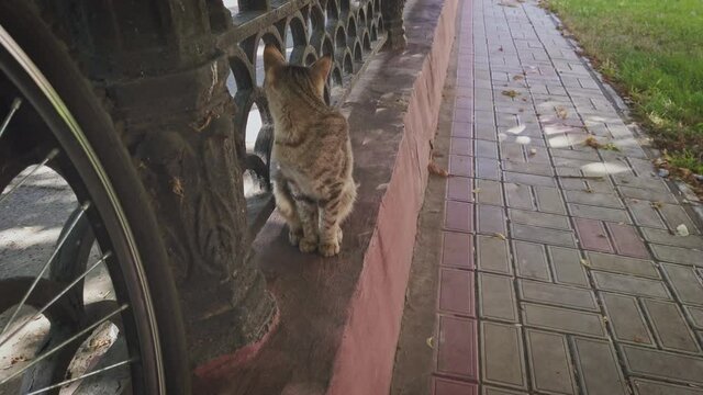 Nice stray tabby cat sitting on fence parapet in park near the bicycle wheel
