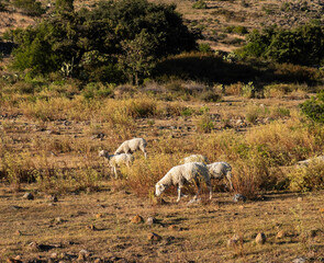 Sheep grazing outdoors